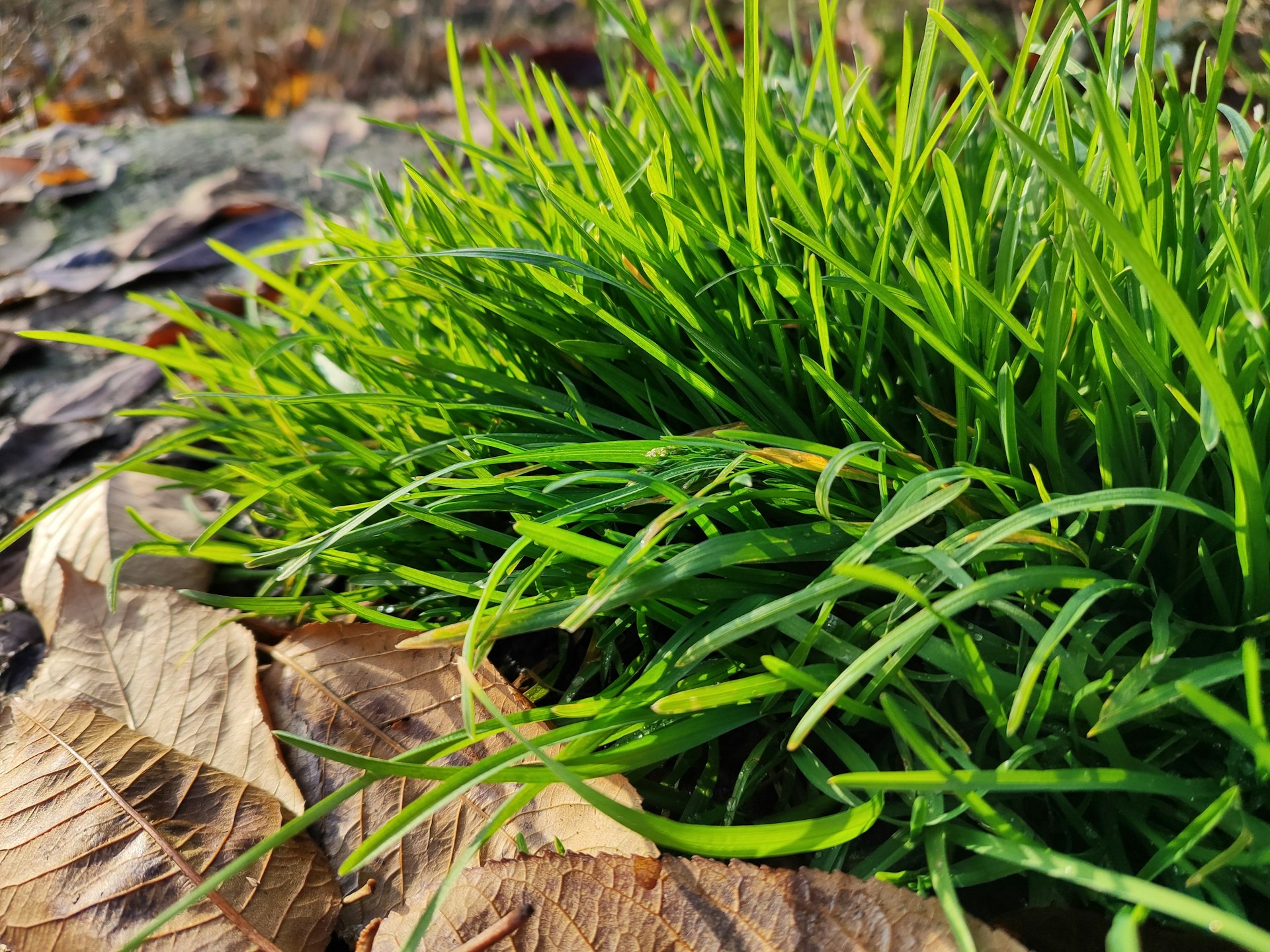 a close up of some grass on a log